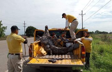 Aumenta Presencia De Cocodrilos En Navolato Durante Temporada De