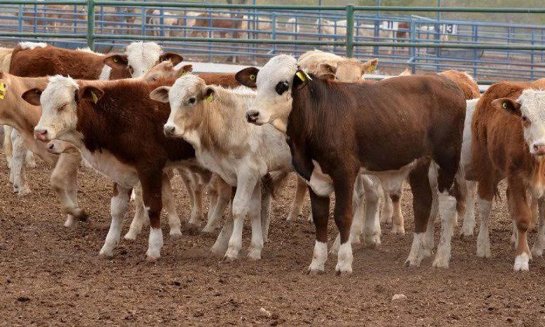 Avanza Sinaloa sanidad ganadera con miras a recuperar estatus zoosanitario