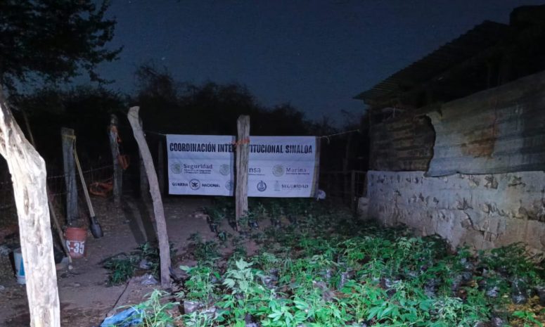 Localizan y destruyen plantío de marihuana en Elota, Sinaloa