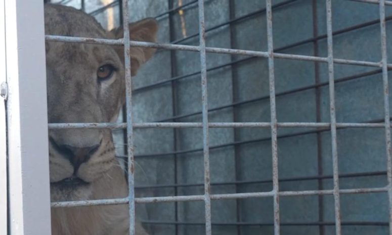 BioParc Mazatlán: santuario de animales más importante de Latinoamérica