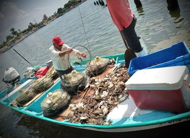 Piden revisar veda de jaiba en Sinaloa ante impacto económico y biológico