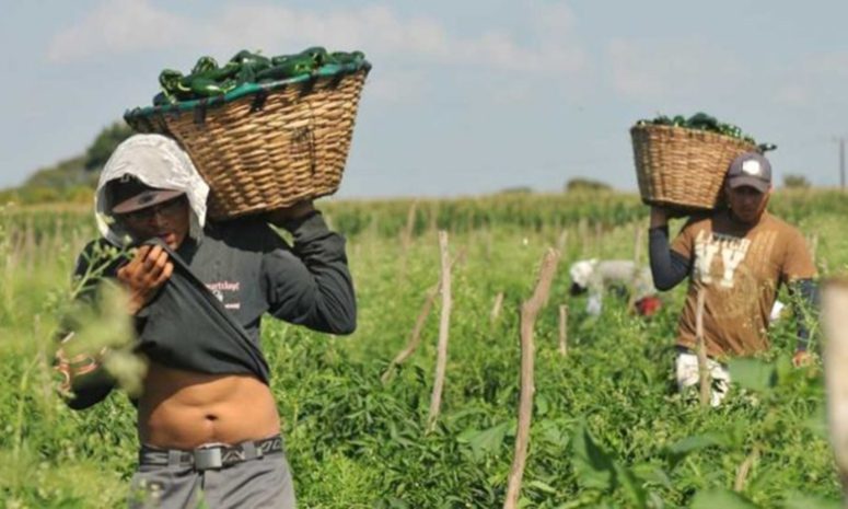 Temen agricultores de Sinaloa perder mano de obra por inseguridad