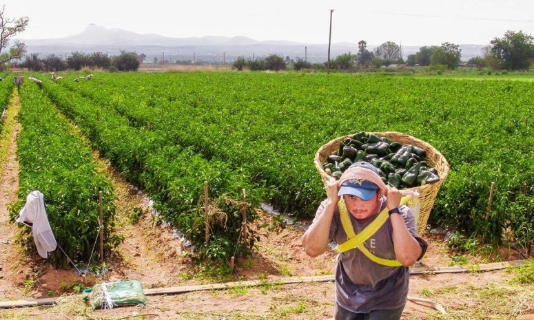 Reducirán siembras agricultores sinaloenses si EU insiste en aranceles
