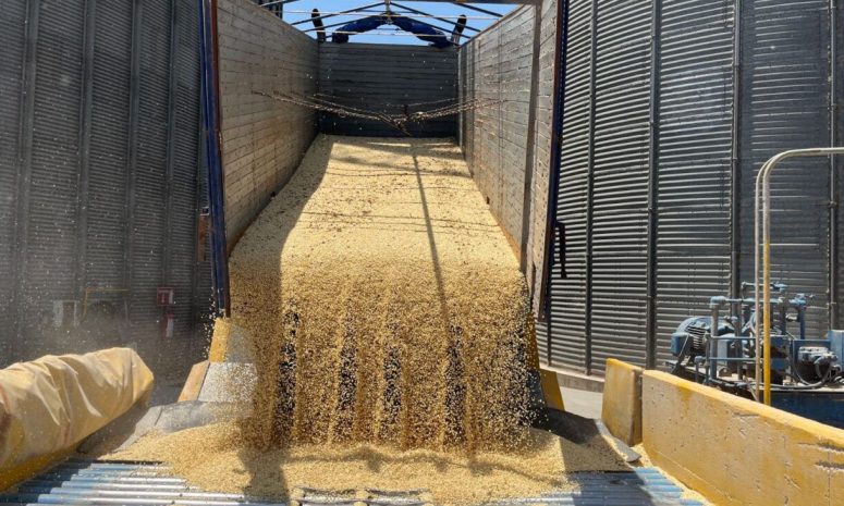 Acusan en Sinaloa baja de precio del maíz por entrada de grano extranjero
