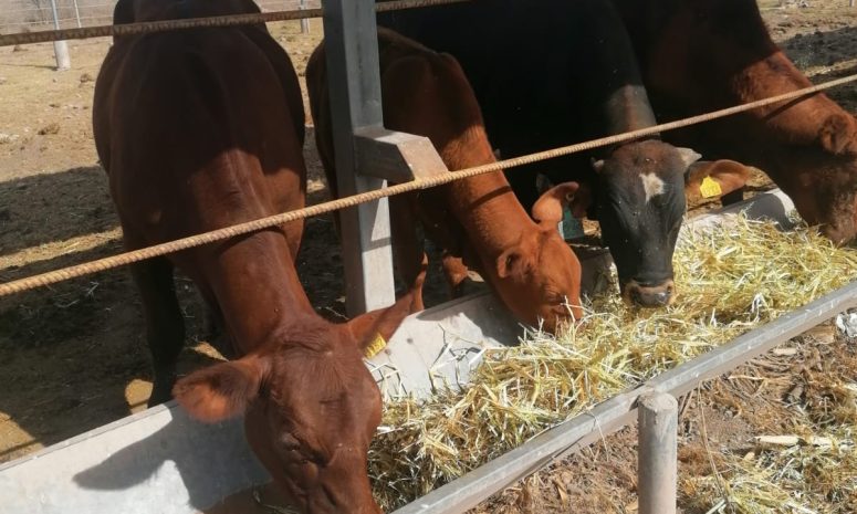 Siguen ganaderos de Sinaloa luchando por reclasificación fitosanitaria