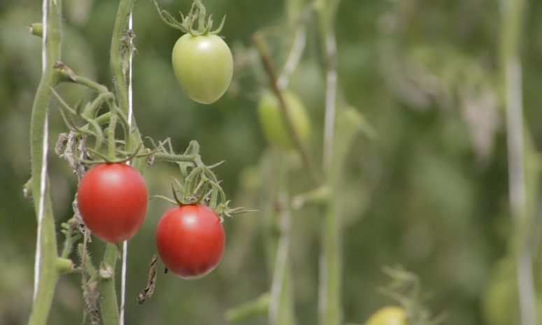 Perderán millones productores agrícola de Sinaloa por arancel de EU