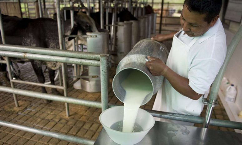 Busca la UGRS mejorar el precio de la leche en Sinaloa