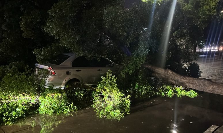 Cae árbol sobre vehículo durante lluvia en Culiacán