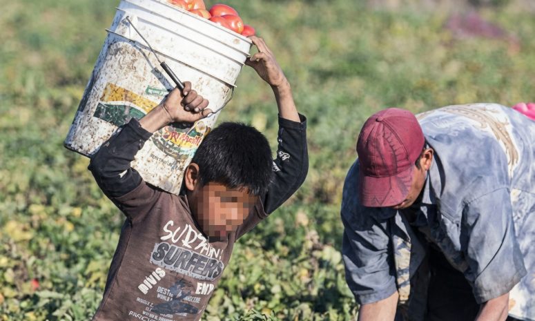 Va la STPS contra explotación infantil en campos agrícolas de Sinaloa