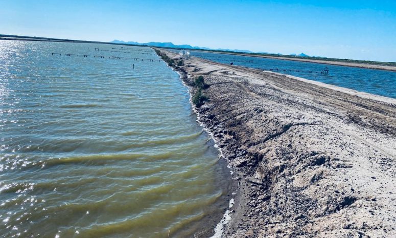 Marejadas amenazan infraestructura de granjas acuícolas en Sinaloa