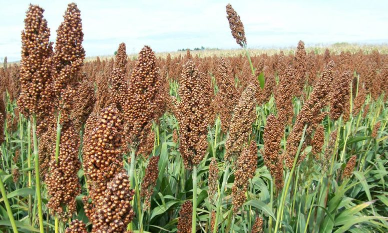 Negocia Sinaloa precio del sorgo para exportarlo a China